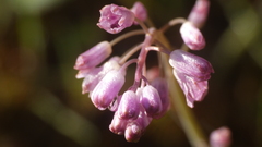 Allium paniculatum