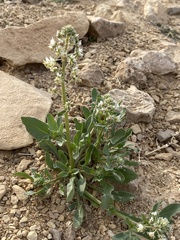 Reseda boissieri