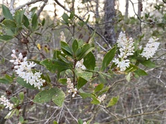 Cliftonia monophylla