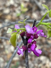 Ungnadia speciosa