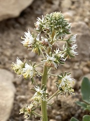 Reseda boissieri