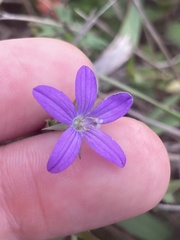 Triodanis biflora