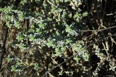 Mercurialis tomentosa