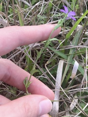 Triodanis biflora