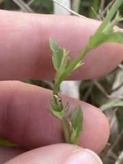 Triodanis biflora