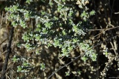 Mercurialis tomentosa
