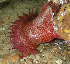 Actinia fragacea