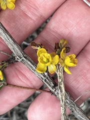 Berberis trifoliolata