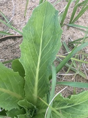 Hypochaeris chillensis