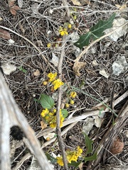 Berberis trifoliolata