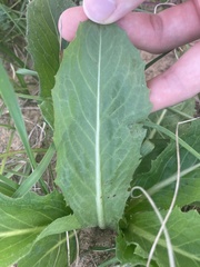 Hypochaeris chillensis