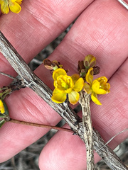 Berberis trifoliolata