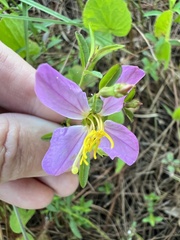 Rhexia mariana mariana