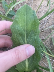 Hypochaeris chillensis