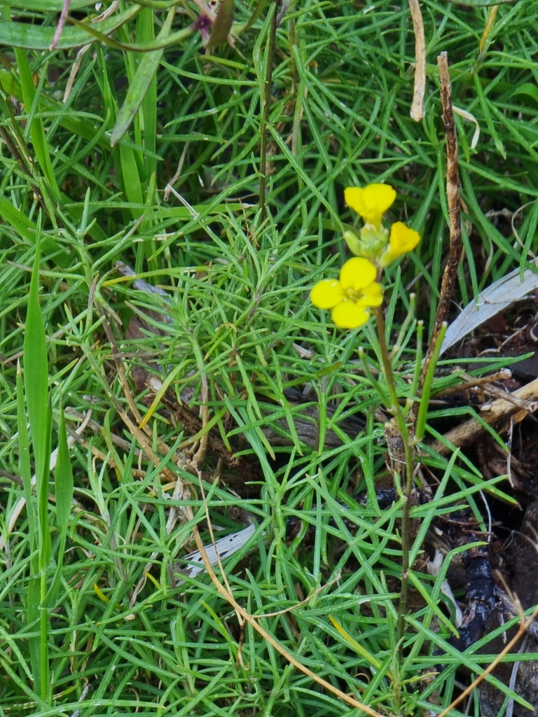 Erysimum maderense; photograph Vítor Jorge, CC BY, iNaturalist via GBIF