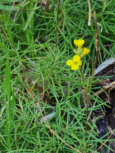 Erysimum maderense