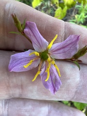 Rhexia mariana mariana
