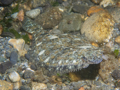 Citharichthys stigmaeus