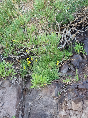 Erysimum maderense, photograph 1