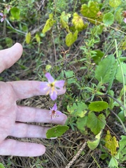 Rhexia mariana mariana