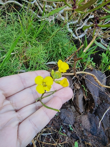 Erysimum maderense, photograph 2