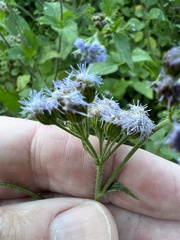 Ageratum
