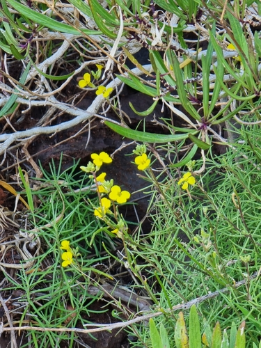 Erysimum maderense, photograph 4