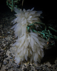Doryteuthis opalescens