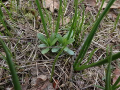 Sericocarpus rigidus