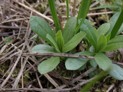 Sericocarpus rigidus