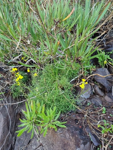 Erysimum maderense, photograph 6