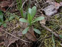 Sericocarpus rigidus