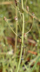 Allium paniculatum