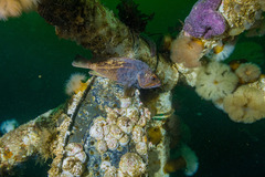 Sebastes auriculatus