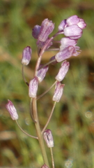 Allium paniculatum