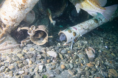 Anarrhichthys ocellatus