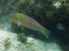 Thalassoma trilobatum