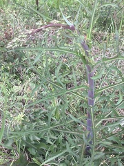 Lactuca graminifolia