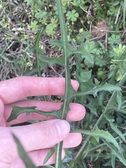 Lactuca graminifolia