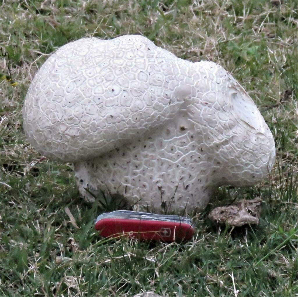 Calvatia cyathiformis · June 2021 · photo: © gustavopuente (iNaturalist, cc-by-nc)