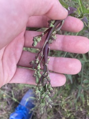 Lactuca graminifolia