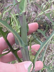Lactuca graminifolia