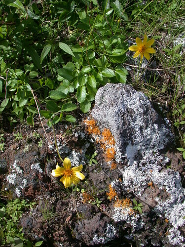 Bidens molokaiensis observed 2004-03-09