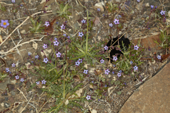 Gilia