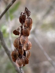 Cliftonia monophylla