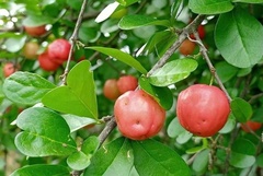 Malpighia emarginata