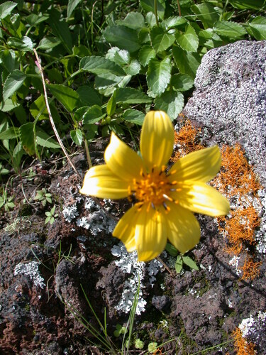Bidens molokaiensis observed 2004-03-09
