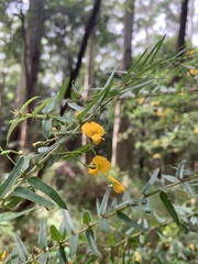 Podolobium aciculiferum