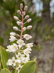 Cliftonia monophylla