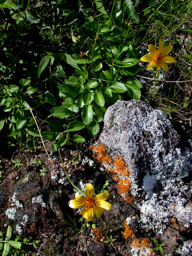 Bidens molokaiensis observed 2004-03-09